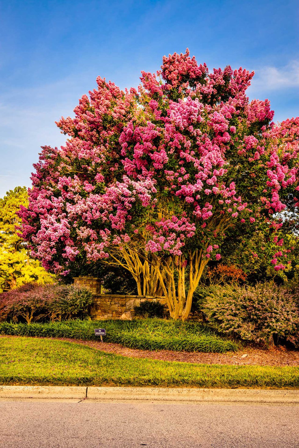 Is crape myrtle store poisonous to dogs