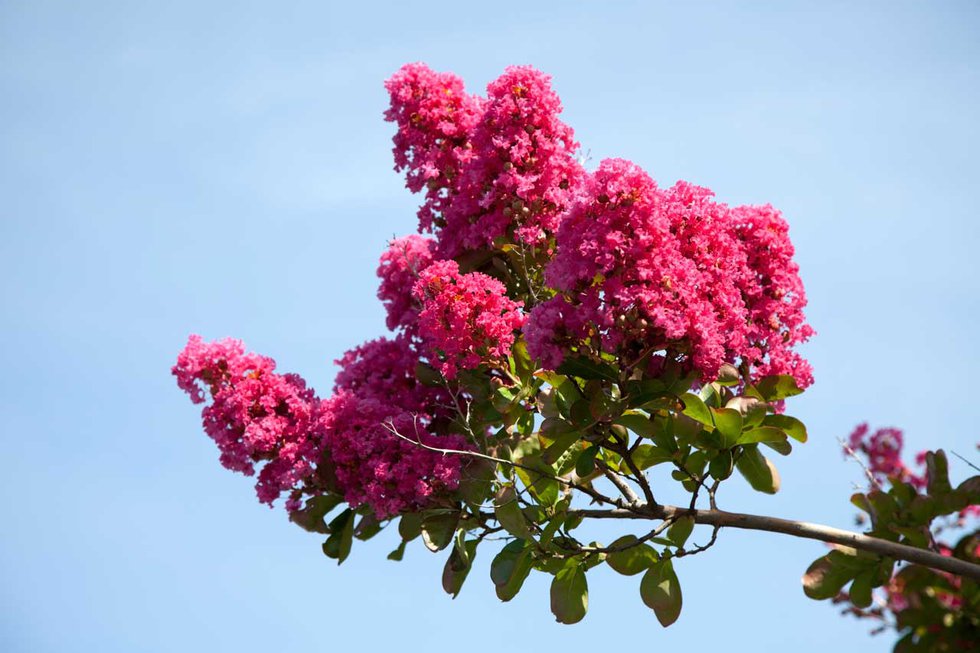 Crepe Myrtles: Traditional, Transplanted Southern Beauties