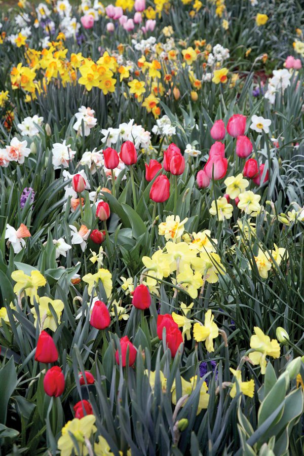 a-few-tulips-brighten-a-daffodil-orgy.jpg