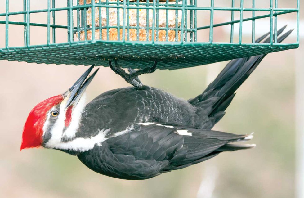 Pileated-Woodpecker-on-suet-feeder.jpg