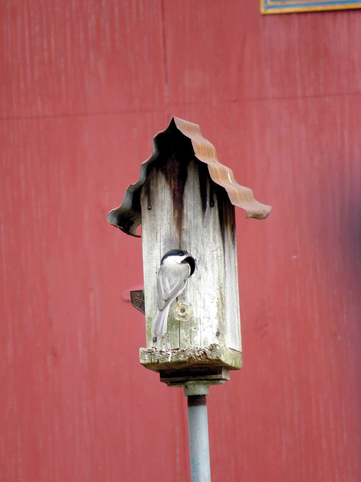 Large Wave Bird Feeder - The Birdhouse Chick