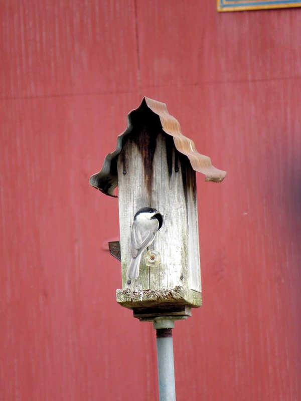 Carolina-Chickadee-in-vintage-birdhouse.jpg