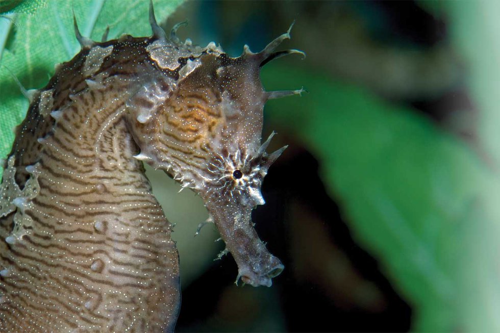 Seahorses of the Chesapeake Bay thehouseandhomemagazine