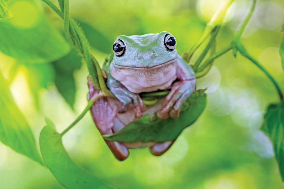 Three Little Frogs Stock Photo - Download Image Now - Frog, Three Animals,  Eye - iStock