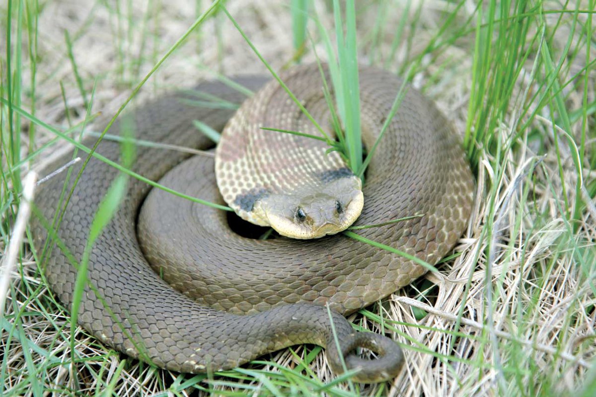 Coiled Grass Snake playing dead by lying upside down with