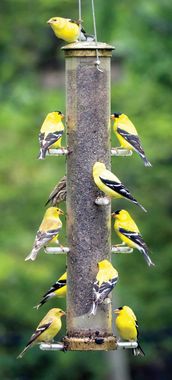 American goldfinch group.