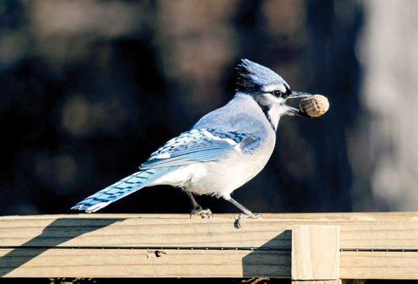 A Blue Jay on a platform feeder.