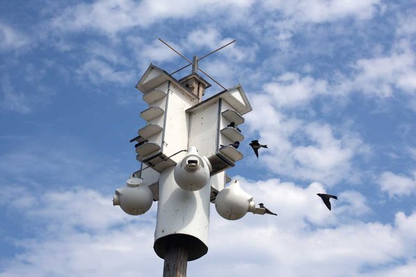 Purple Martins and their ‘apartment building’