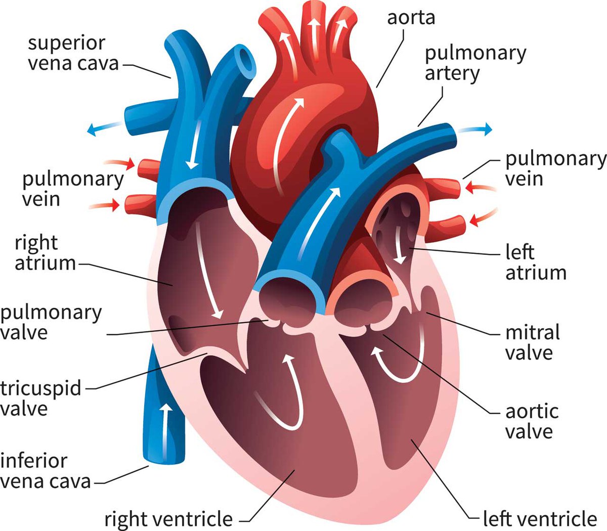 understanding-heart-health-thehouseandhomemagazine