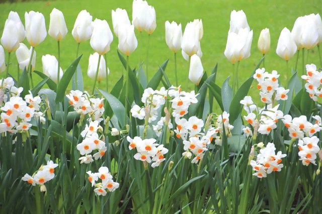 Geranium-daffodils-and-Purissima-tulips.jpg