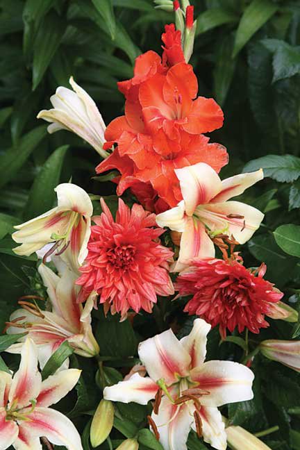 Gladiolus-Lilies-and-Dahlias.jpg