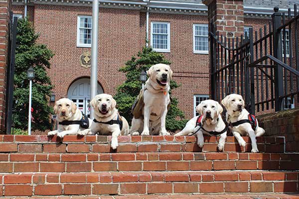 Hero Labs adult Labradors do important work in places like the York (PA.) City Police Department