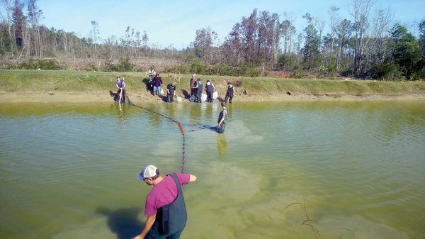 Men harvesting in a blue crab pond.