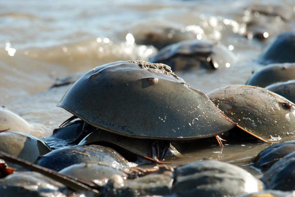 001-Male-and-female-horseshoe-crabs-emerged-from-the-sea-to-spawn.-Photo-courtesy-of-USFWS.jpg