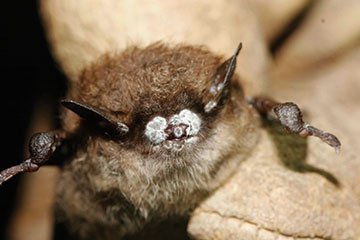 001-Close-up-of-Bat-with-White-nose-Syndrome.jpg