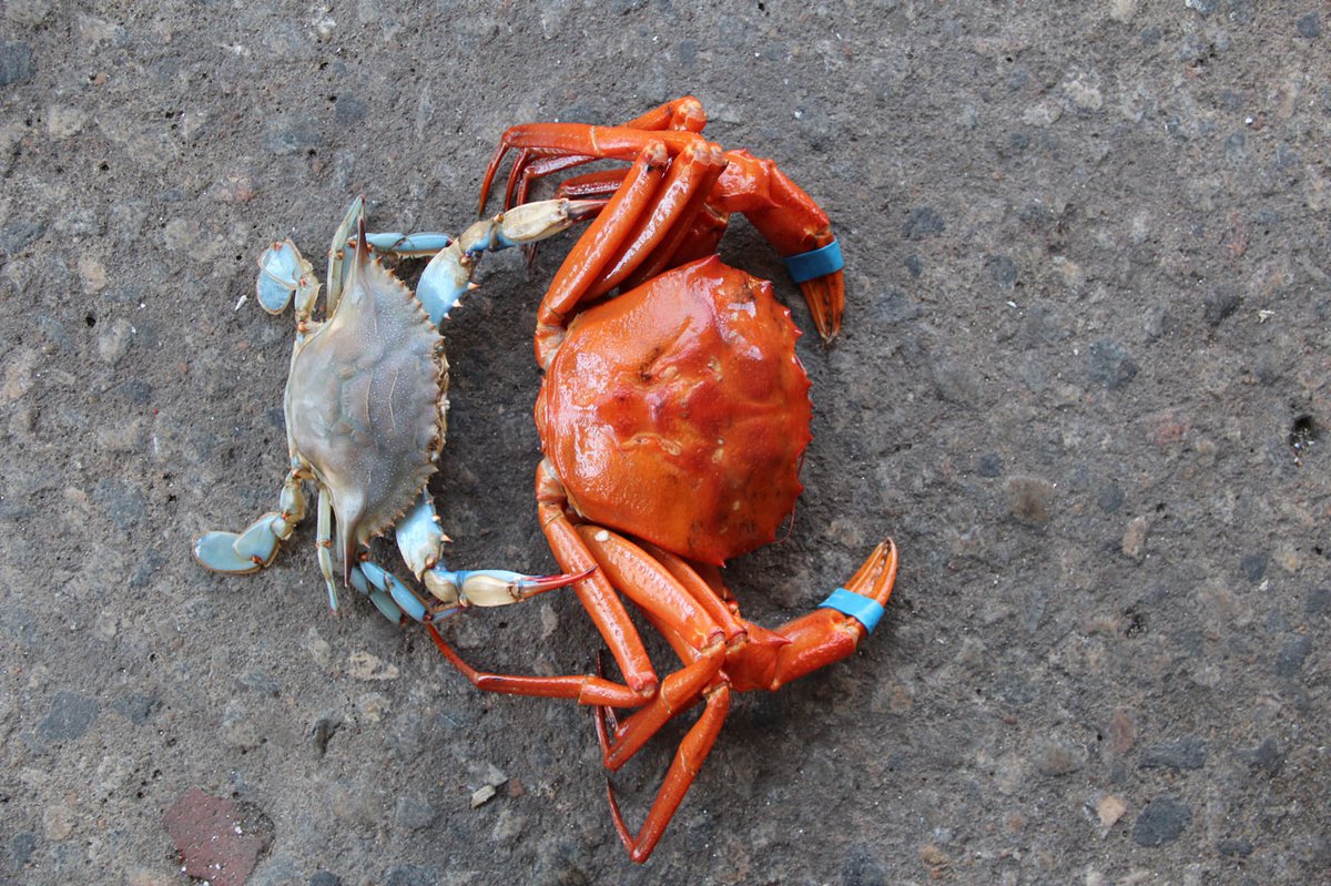 øje lotus sandaler Red Crabs -- A Culinary Adventure for Seafood Lovers -  thehouseandhomemagazine.com