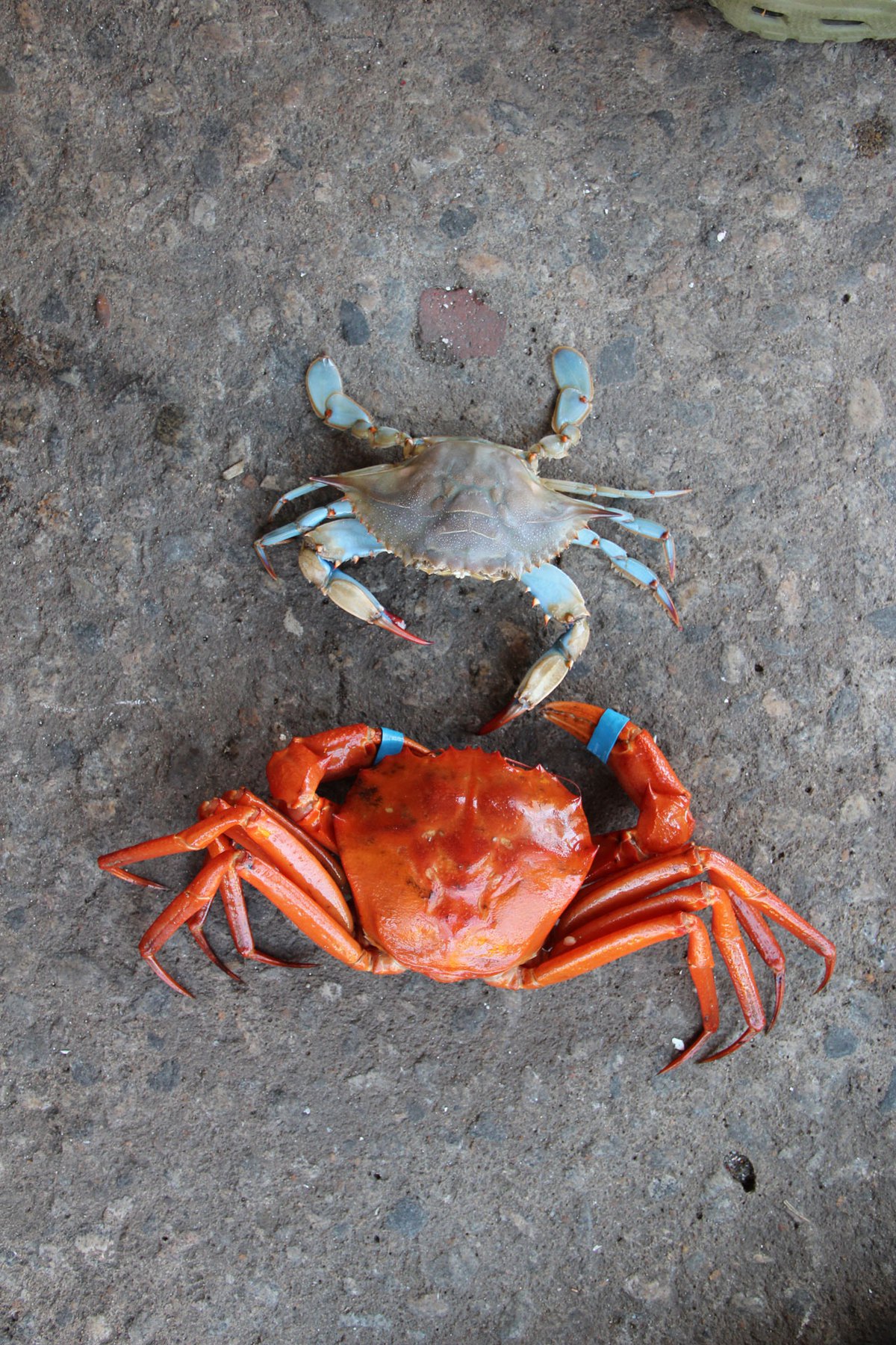 Awesome Big King Crab Fishing on The Sea - Crab Fishing Trap Deep Sea,  Modern Vessel Crab Fishing 