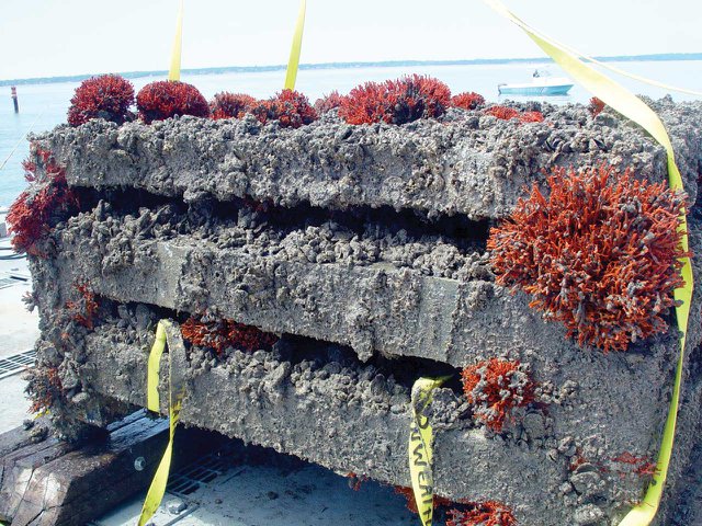 Encrusted-Biogenic-Reef-after-five--years-in-the-water-view--2.jpg