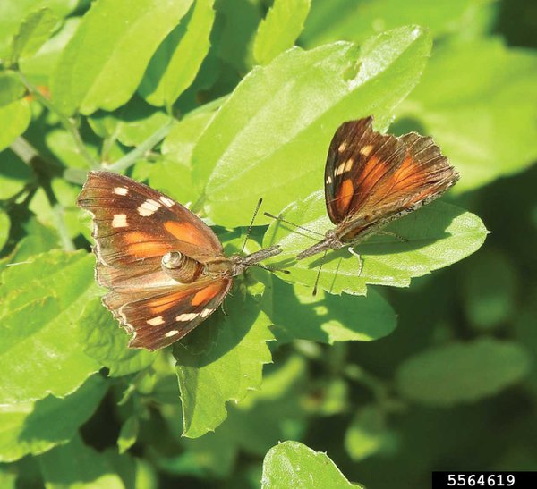 5564619-SMPT-Two-American-Snout-butterflies.-Courtesy-of-Johnny-Dell.jpg