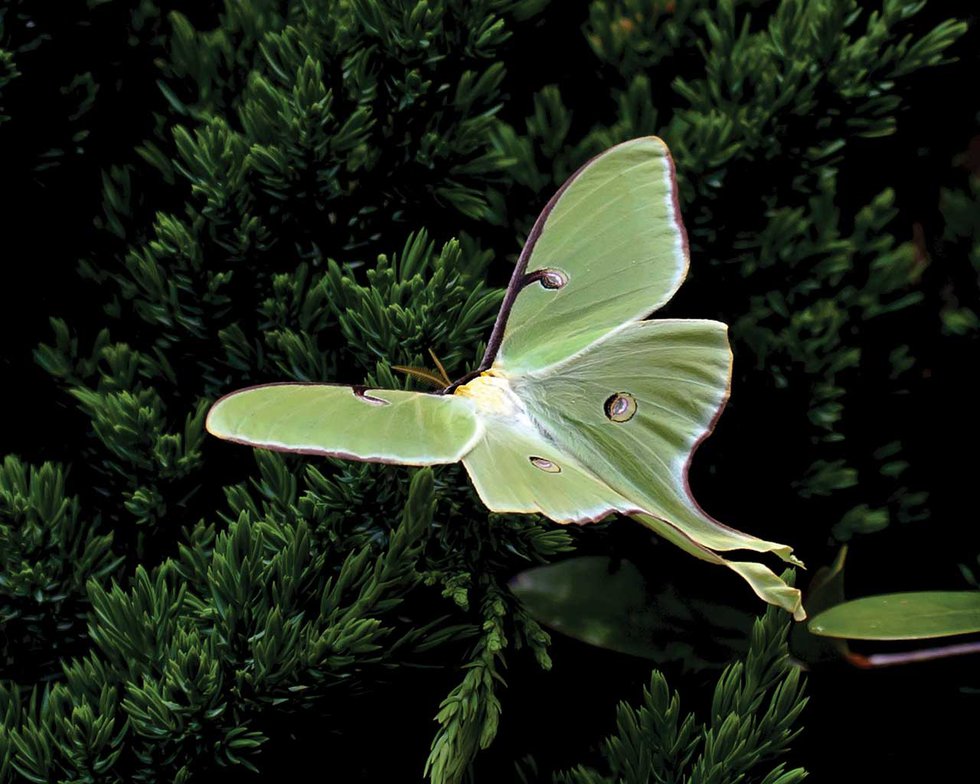 Luna-Moth-Courtesy-of-University-of-Georgia.jpg