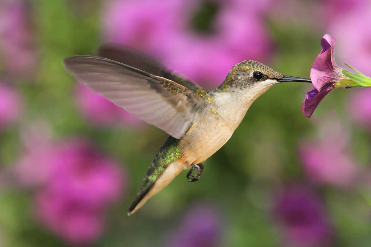 Aerial Acrobatics: Ruby Throated Hummingbirds - thehouseandhomemagazine.com