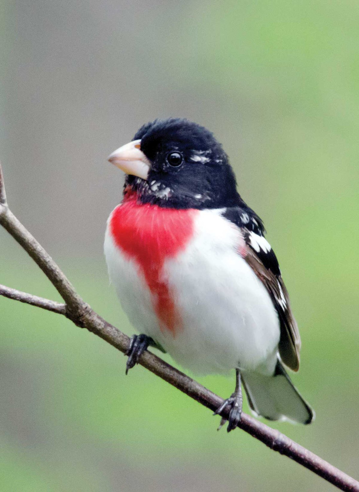 Songbirds of the Northern Neck - thehouseandhomemagazine.com