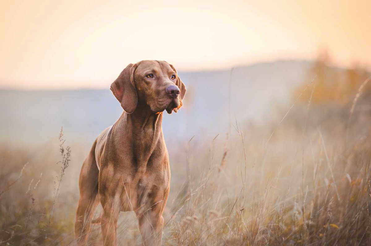 A Bird Dog's Purpose: Hand in Paw With Their Humans ...