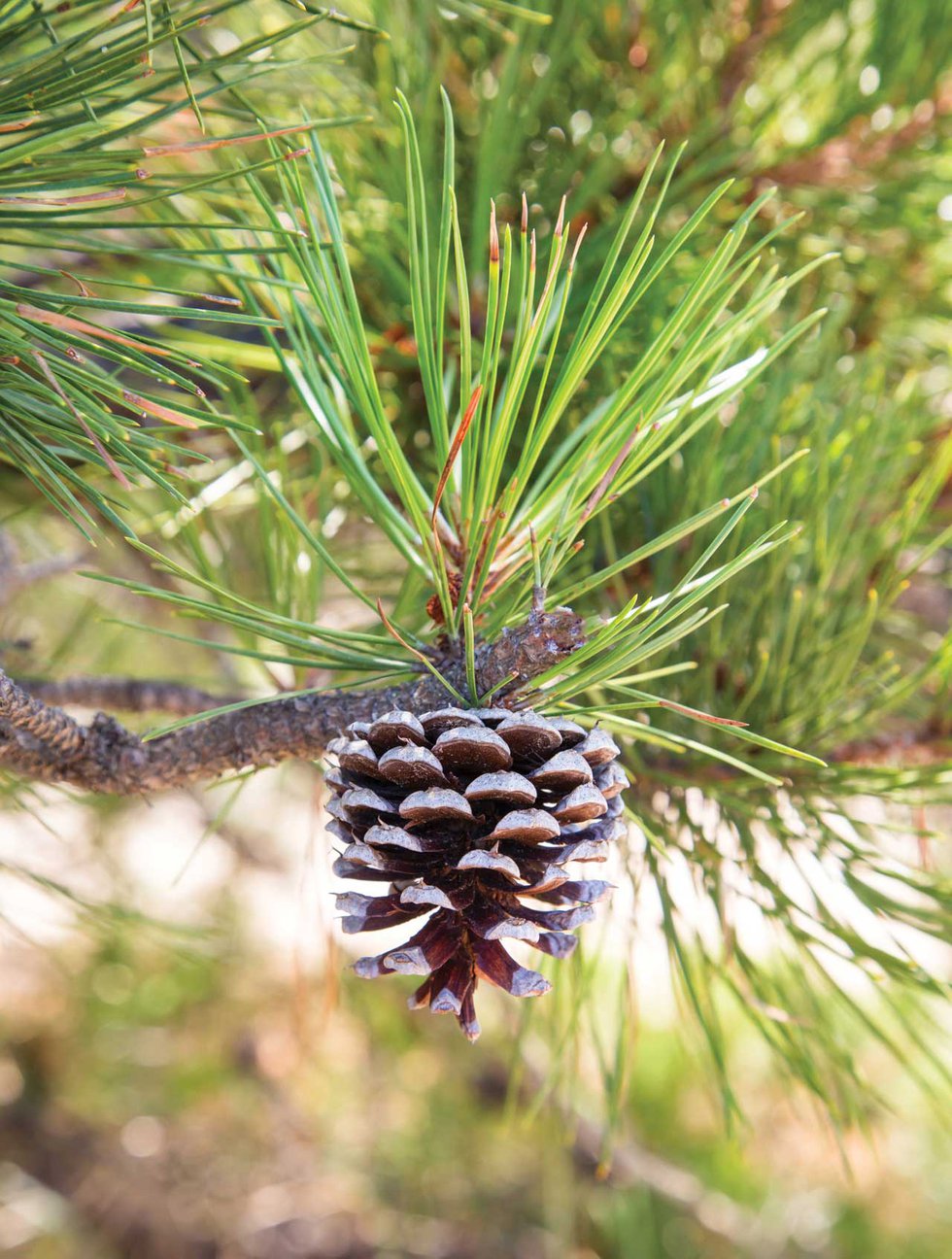 The Magic of the Pines - thehouseandhomemagazine.com